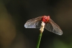  Libellule écarlate (Crocothemis erythraea)