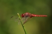  Libellule écarlate (Crocothemis erythraea)