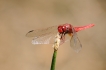  Libellule écarlate (Crocothemis erythraea)