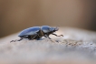 Insectes Lucane cerf-volant (Lucanus cervus)