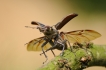 Insectes Lucane Cerf Volant Mâle (Lucanus cervus)