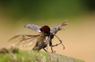 Insectes Lucane Cerf Volant Mâle (Lucanus cervus)