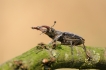 Insectes Lucane Cerf Volant Mâle (Lucanus cervus)