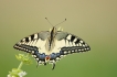 Insectes Machaon (Papilio machaon)