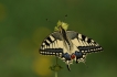 Insectes Machaon (Papilio machaon)