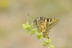 Insectes Machaon (Papilio machaon)