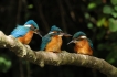 Oiseaux Martin-pêcheur d\'Europe (Alcedo atthis)