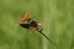 Insectes Mélitée du plantain (Melitaea cinxia)