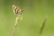 Insectes Mélitée du plantain (Melitaea cinxia)