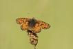 Insectes Mélitée orangée (Melitaea didyma)