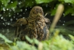 Oiseaux Merle noir (Turdus merula)