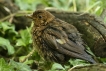 Oiseaux Merle noir (Turdus merula)
