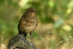 Oiseaux Merle noir (Turdus merula)
