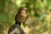Oiseaux Merle noir (Turdus merula)