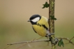 Oiseaux Mésange charbonnière (Parus major)