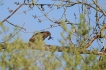 Oiseaux Milan noir (Milvus migrans)