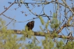 Oiseaux Milan noir (Milvus migrans)