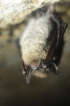 Mammifères Murin à moustaches (Myotis mystacinus)