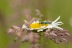 Insectes œdémère noble (Oedemera nobilis)