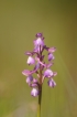 Flore orchis bouffon (Anacamptis morio)