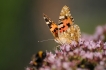 Insectes Belle Dame (Vanessa cardui)