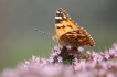 Insectes Belle Dame (Vanessa cardui)