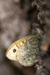 Insectes La mégère (Lasiommata megera)