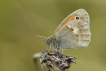 Insectes Procris (Coenonympha pamphilus)