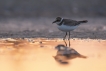 Oiseaux Petit gravelot (Charadrius dubius)