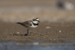 Oiseaux Petit gravelot (Charadrius dubius)