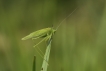 Insectes Phanéroptère sp.