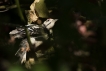Oiseaux Pic épeiche (Dendrocopos major)