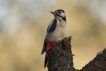 Oiseaux Pic épeiche (Dendrocopos major)