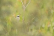 Oiseaux Pie-grièche écorcheur (Lanius collurio)