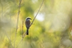 Oiseaux Pie-grièche écorcheur (Lanius collurio)