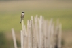 Oiseaux Pie-grièche écorcheur (Lanius collurio)