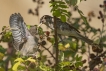 Oiseaux Pie-grièche écorcheur (Lanius collurio)