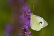 Insectes Piéride du chou (Pieris brassicae)