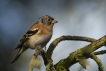 Oiseaux Pinson du Nord (Fringilla montifringilla)