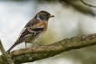 Oiseaux Pinson du Nord (Fringilla montifringilla)