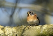 Oiseaux Pinson du Nord (Fringilla montifringilla)