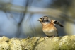 Oiseaux Pinson du Nord (Fringilla montifringilla)