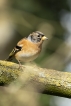 Oiseaux Pinson du Nord (Fringilla montifringilla)