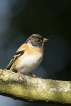 Oiseaux Pinson du Nord (Fringilla montifringilla)