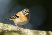 Oiseaux Pinson du Nord (Fringilla montifringilla)