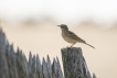 Oiseaux Pipit rousseline (Anthus campestris)