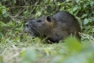 Mammifères Ragondin (Myocastor coypus)