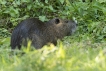 Mammifères Ragondin (Myocastor coypus)