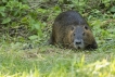 Mammifères Ragondin (Myocastor coypus)