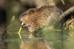 Mammifères Rat musqué (Ondatra zibethicus)